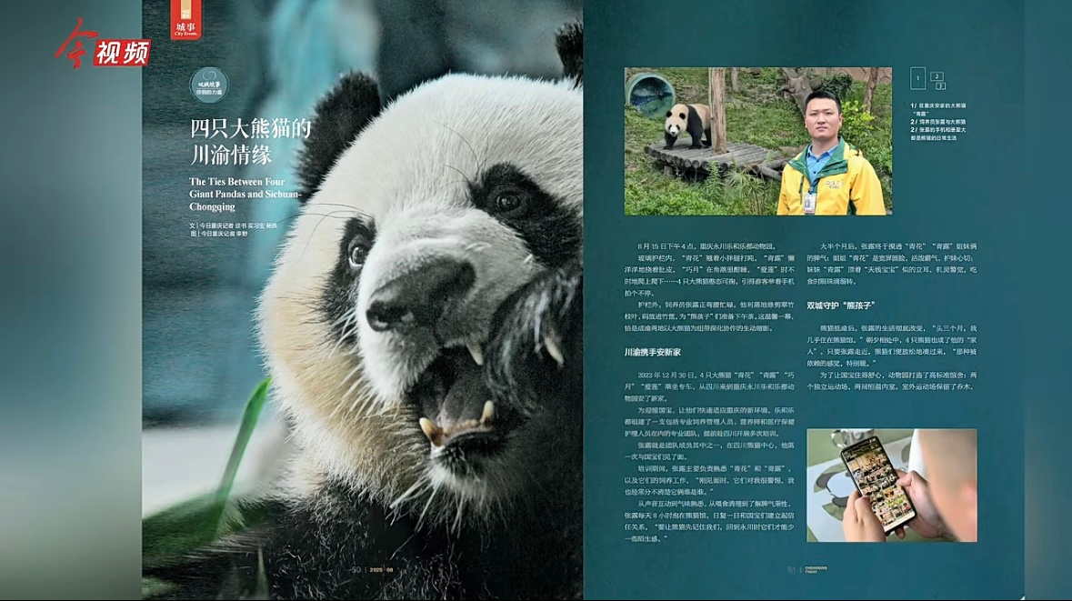 重庆永川乐和乐都大熊猫饲养员特别报道
